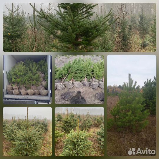 Сосна обыкновенная / Ель обыкновенная