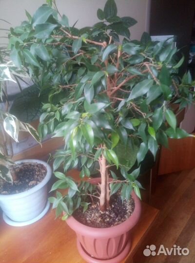 Фикус бенджамина