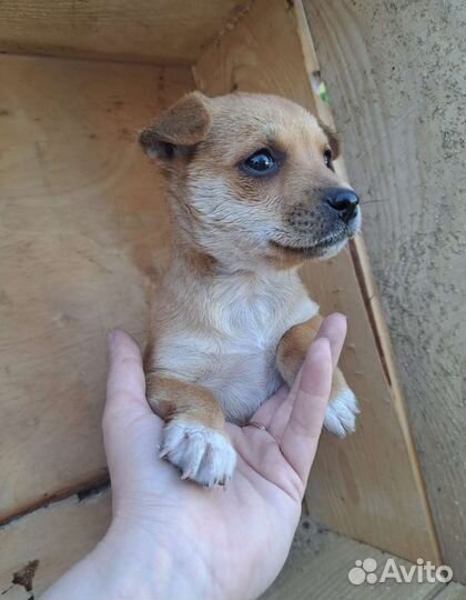 В добрые руки