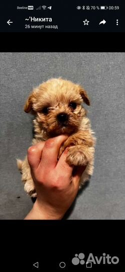 Мальтипу f1 micro