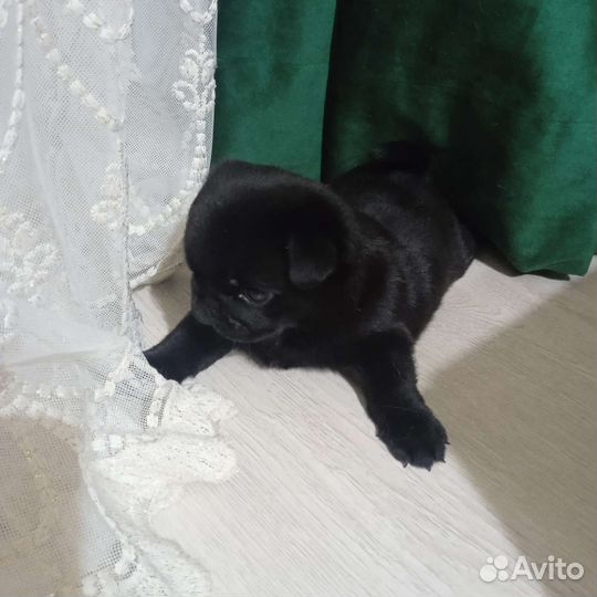 Маленькая собака