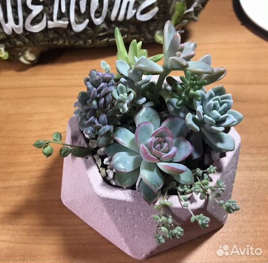 Садик из суккулентов