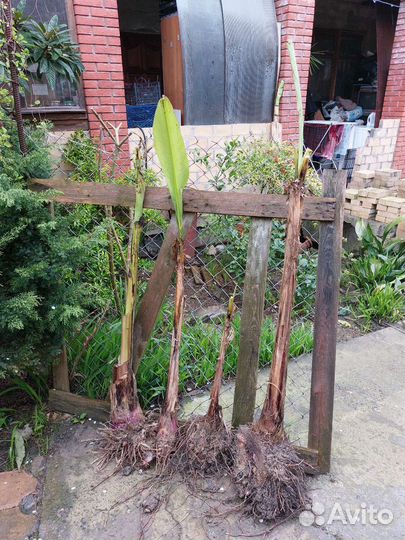 Японский банан