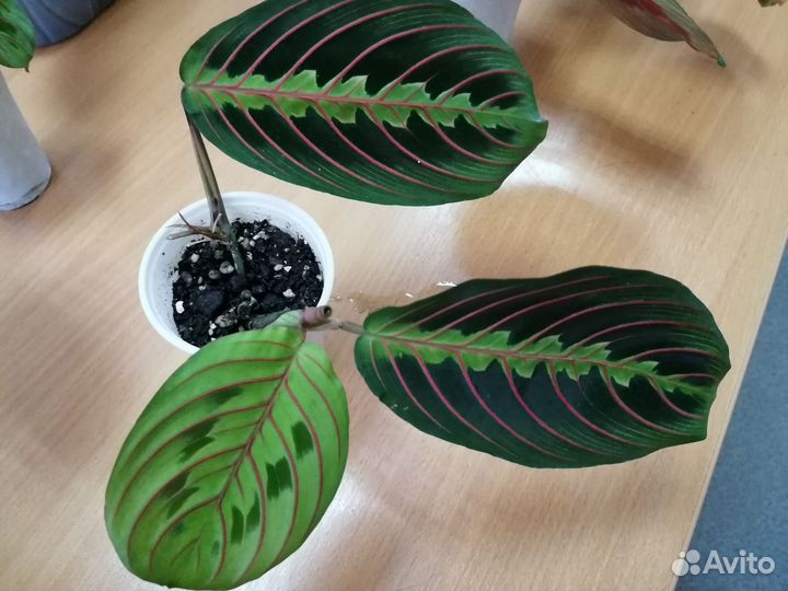 Маранта триколор и спатифиллум Домино