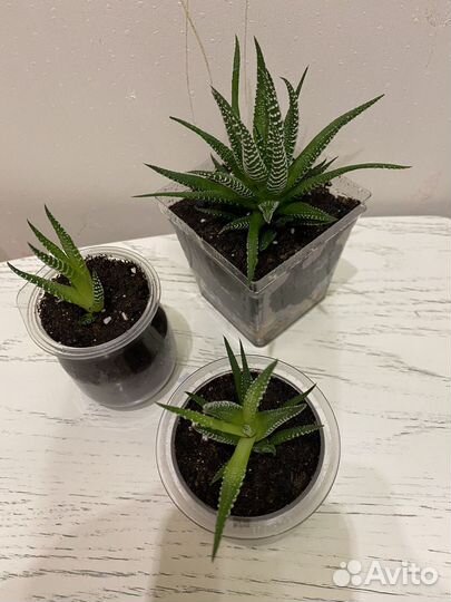 Хавортия полосатая