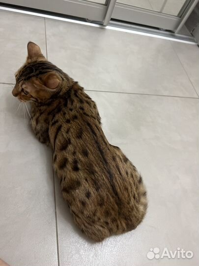 Бенгальская Кошка