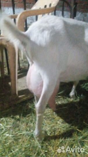 Коза дойная