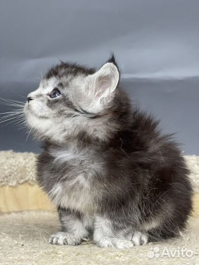 Мейн кун девочка 1 месяц