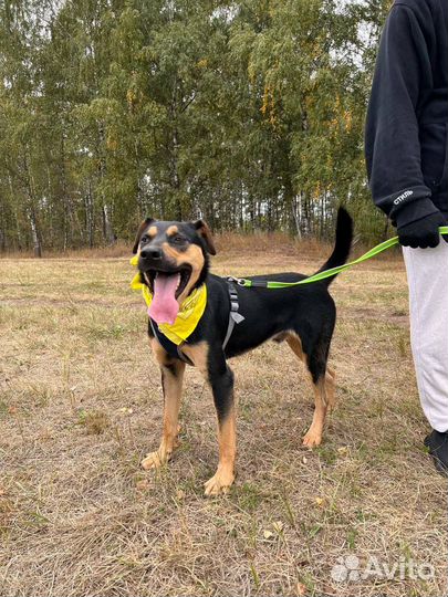 Собака из приюта