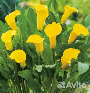 Клубни каллы оптом