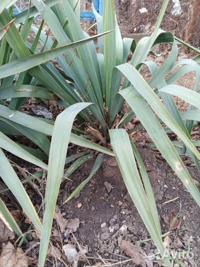 Юкка садовая