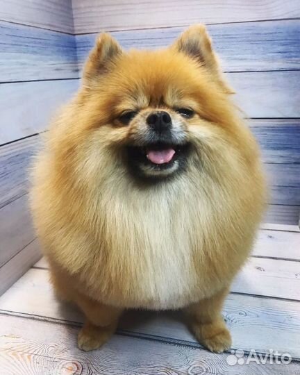 Грумер.Стрижка животных