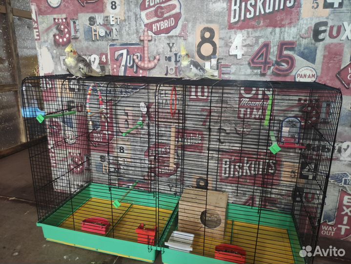 Попугай корелла