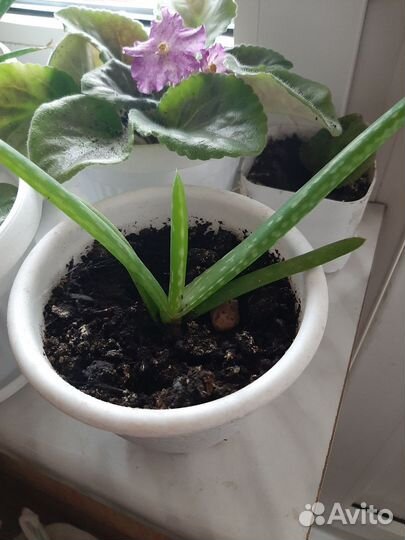 Алоэ вера растение