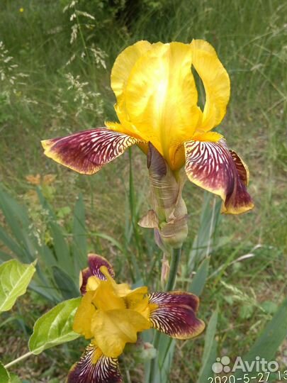 Ирисы бородатые