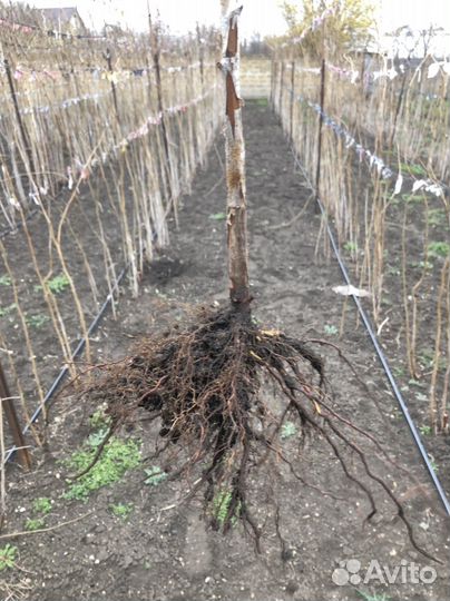 Саженцы Малины 