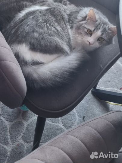 Кошка В добрые руки