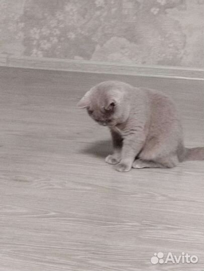 Британская