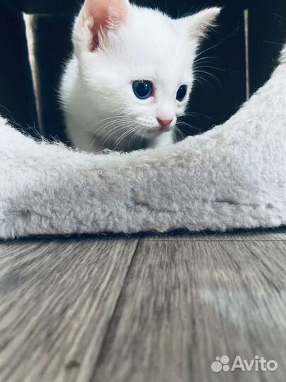Котенок в добрые руки