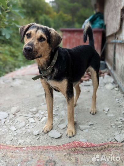 Собака в добрые руки