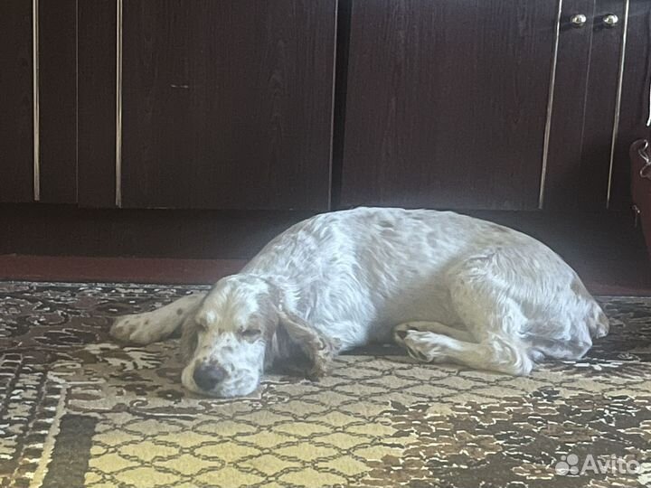 Передержка домашних животных