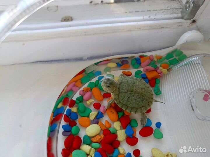 Черепаха в добрые руки