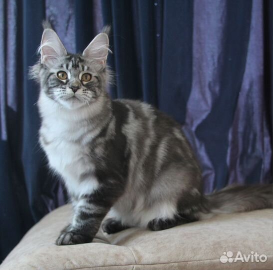 Мейн-кун серебряная девочка