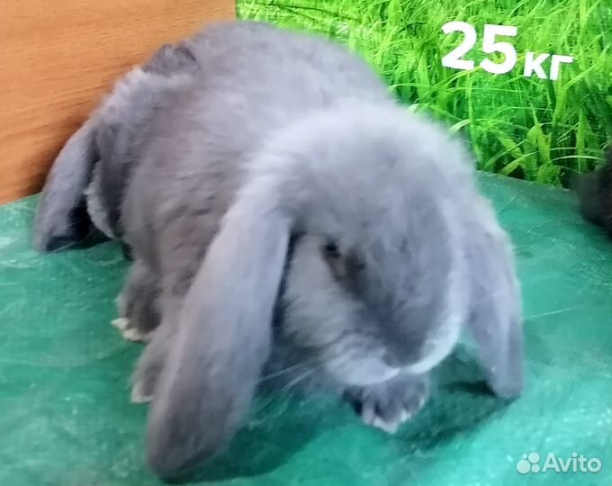 Кролики французский баран