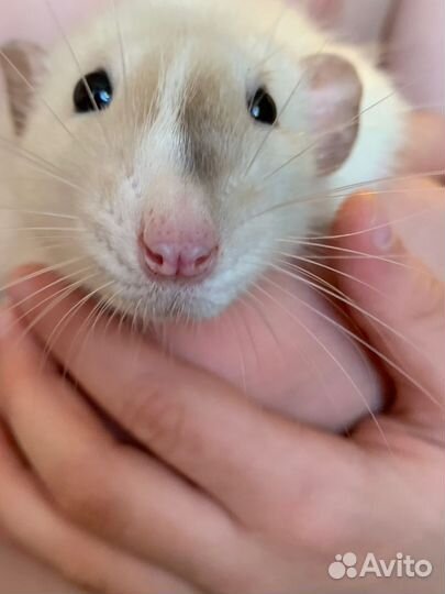 Крыса дамбо бесплатно