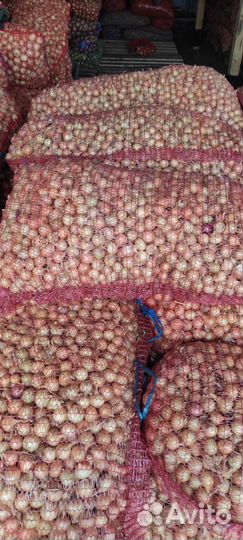 Лук Выборка Штутгартен