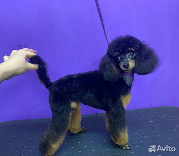 Стрижка собак, котов с выездом на дом