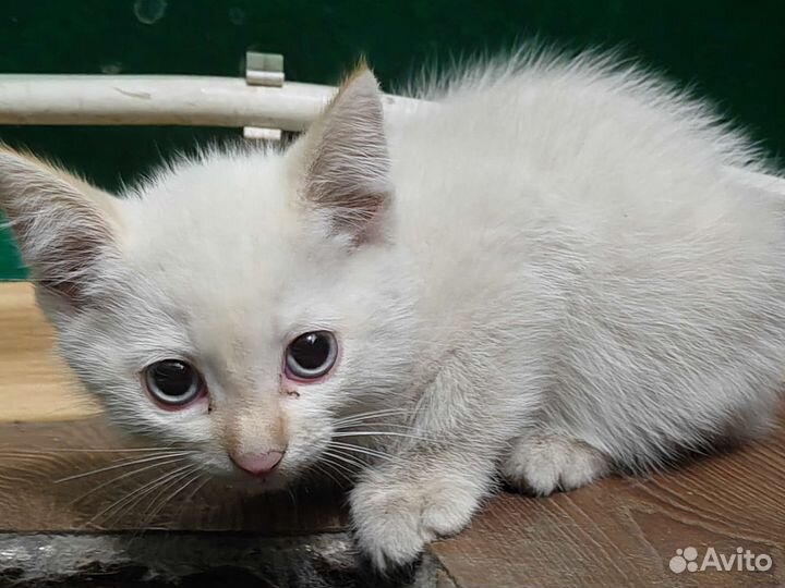 Кошка в дар