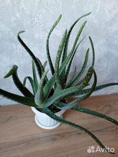 Алоэ вера лечебный