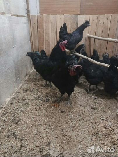 Яйцо ухейилюй. На инкубацию