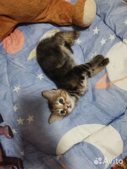 Малышка в добрые руки