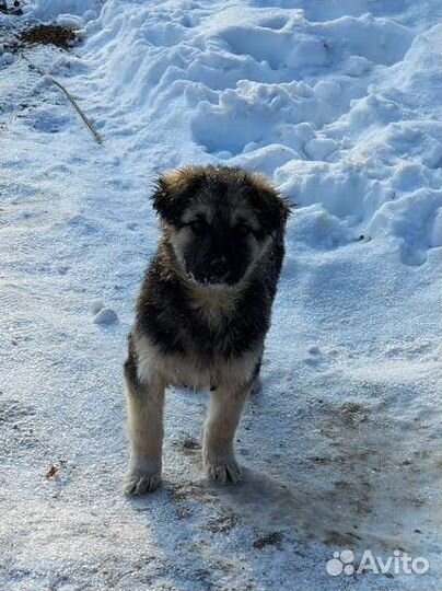 Маленький щенок в добрые руки