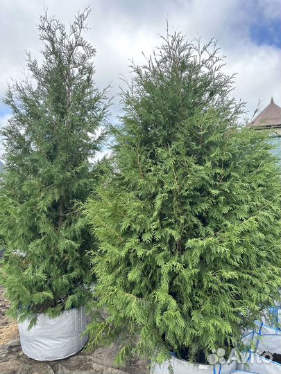 Туя Брабант 2,2-2,4 м