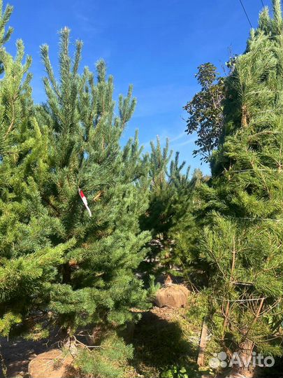 Живые сосны и ели 3,5 метра
