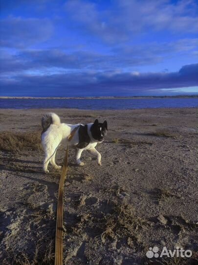 Американская акита вязка