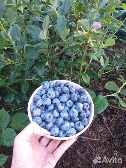Саженцы голубики 13сортов (ягоды,джем), Сера