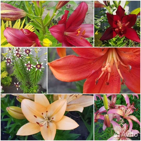 Продам цветы садовые,кустарники