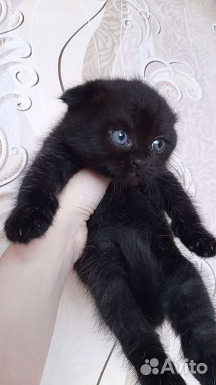 Персидские котята чёрные