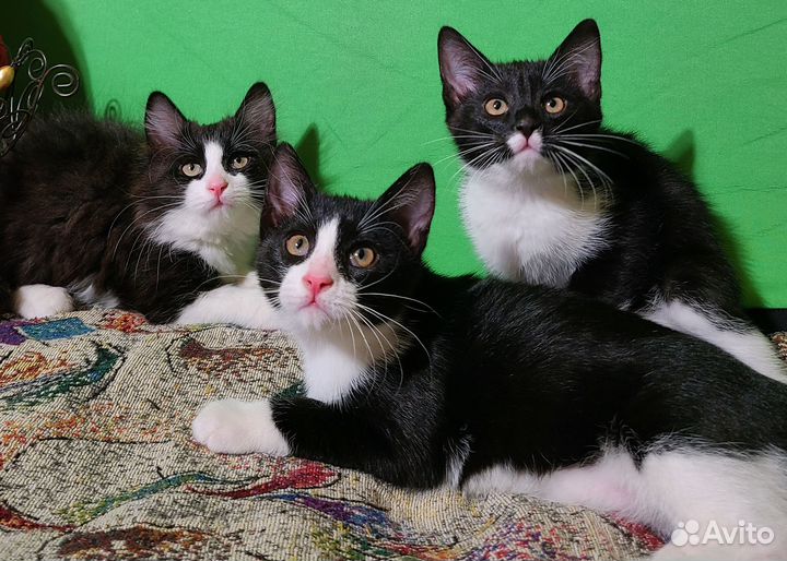 Котята в добрые руки