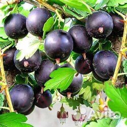 Плодовые кусты- Пос. Дорожный