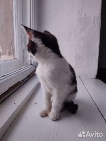 Котик ищет дом