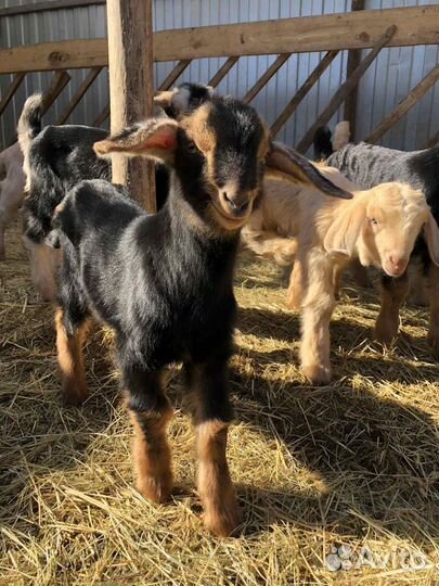 Козлята процентные от ч/п козла Шами