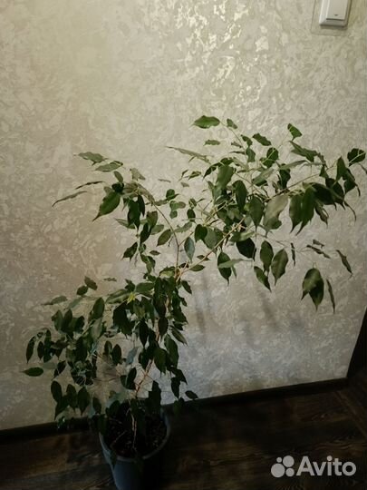 Фикус Бенджамина