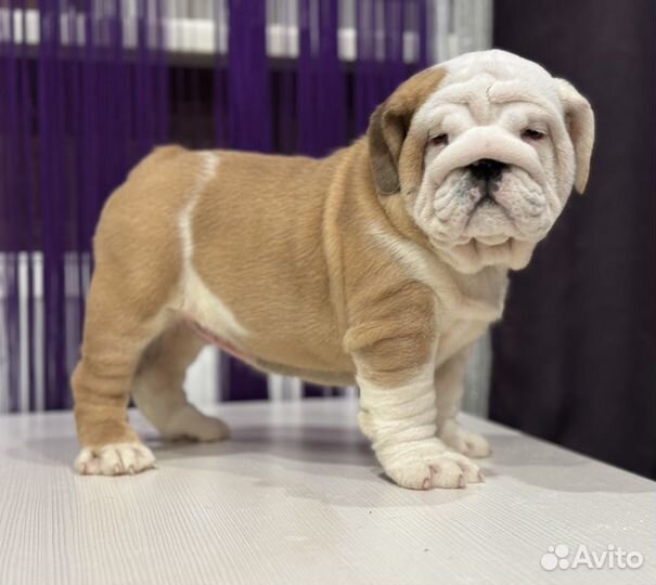 Английский бульдог