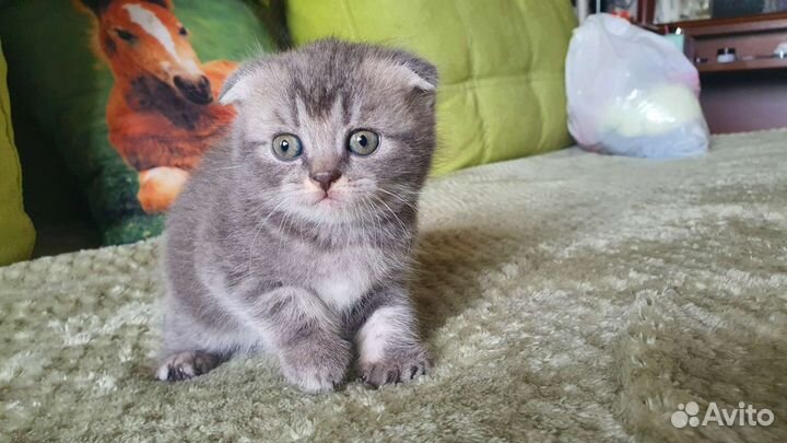 Шотландские вислоухие котята
