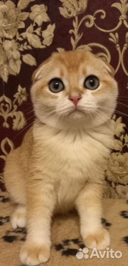 Шотландские вислоухие котята золотая шиншилла
